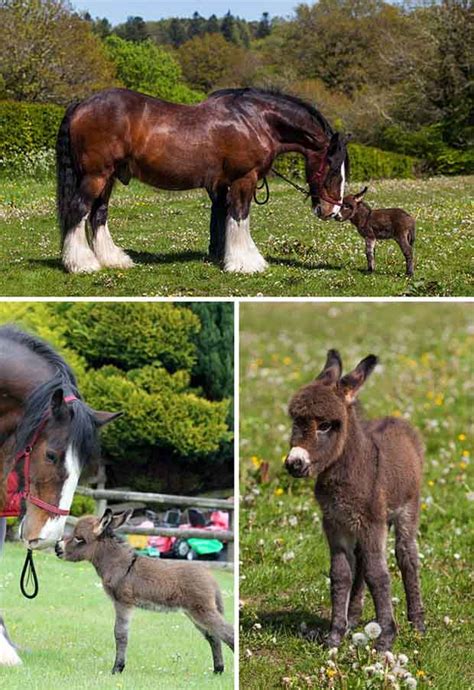 15 Funny And Cute Baby Donkeys Great Inspire