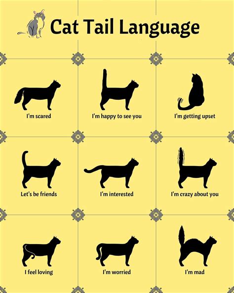Cat Tail Language Catbehaviortail Cat Tail Language Cat Language