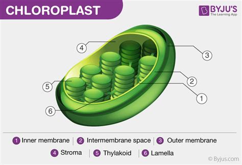 Chloroplast Diagram Structure And Function Of Chloroplast