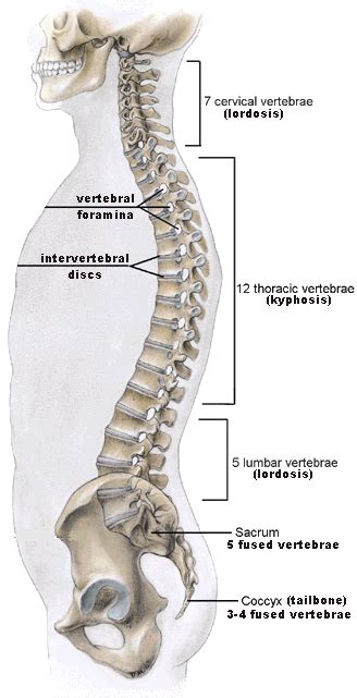 Care should be exercised when handling the plant. Spinal Range of Motion