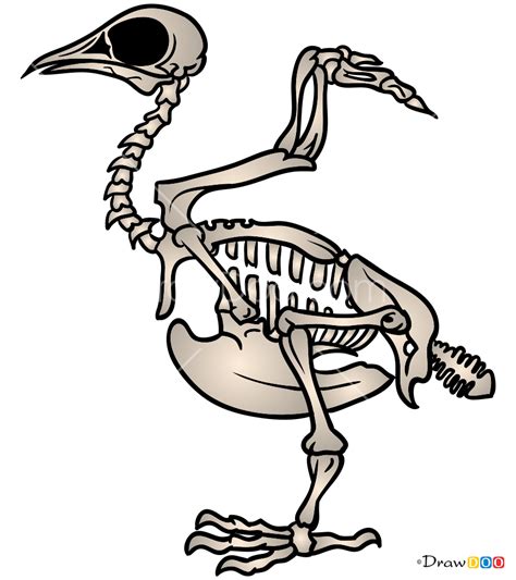 How To Draw Bird Skeleton Skeletons