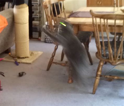 My Cat Likes To Play This Game At Noon Its Called Leaping For Treats