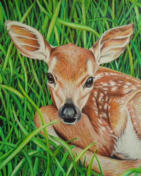 Learn how to draw a deer with charcoal pencil. Original Baby Deer art Animal drawing Colored pencil