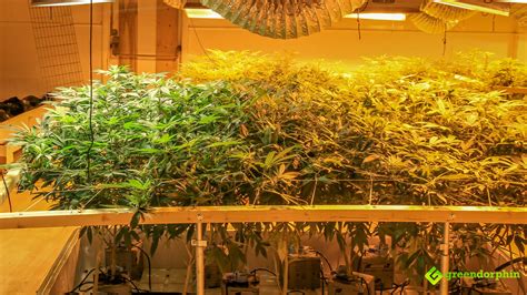 Indoor Cannabis Cultivation Denver