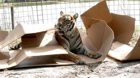 20 Funny Big Cats Who Love Cardboard Boxes Too