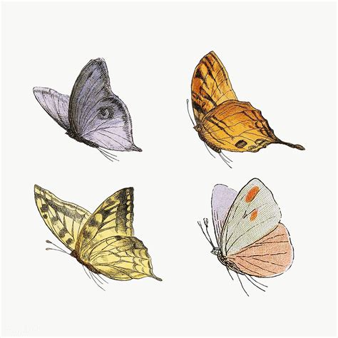 Vintage Butterfly Illustrations Set Transparent Png Premium Image By