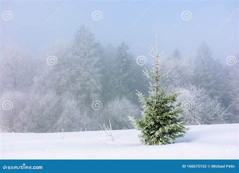 Small Spruce Tree On The Snow Covered Meadow Stock Image Image Of