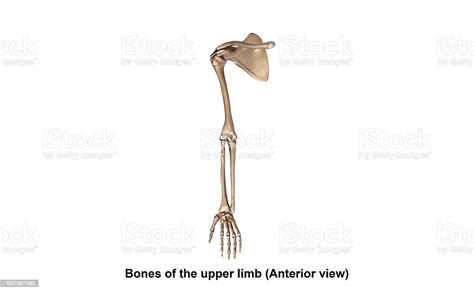 Bones Of The Upper Limb Stock Illustration Download Image Now