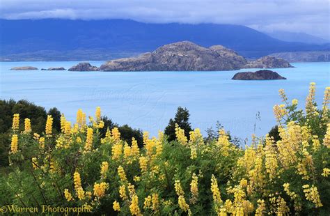 Lupine Flowers And Turquoise Lake Photo Wp27738