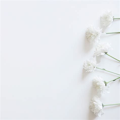 White Flower Wallpapers On Wallpaperdog
