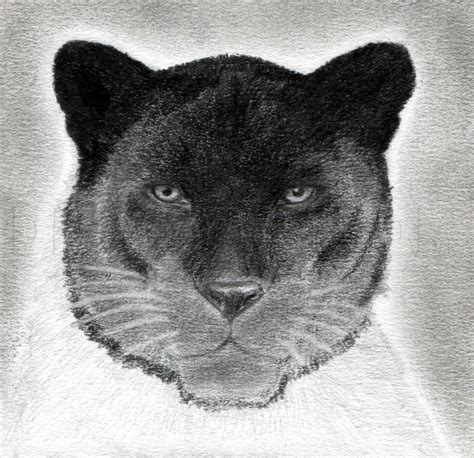 How To Draw A Black Panther Realistic Panther Step By Step Drawing
