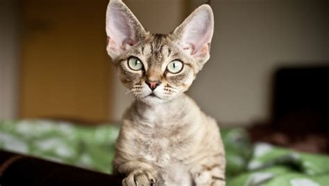6 Small Cat Breeds That Will Always Stay Kitten Like Purina
