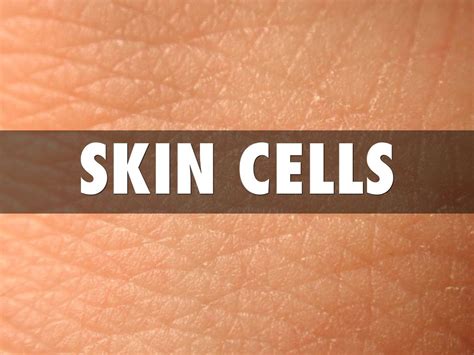 Human Surface Skin Cells By Gavin Jacobsen