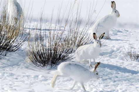 Where Do Rabbits Go In The Winter