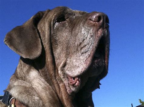 Dog Jowls The O Guide