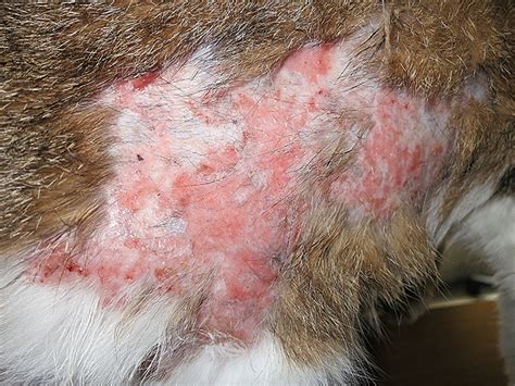 It is a condition of both human and veterinary pathology. Image Gallery: Eosinophilic Granuloma Complex Lesions in ...