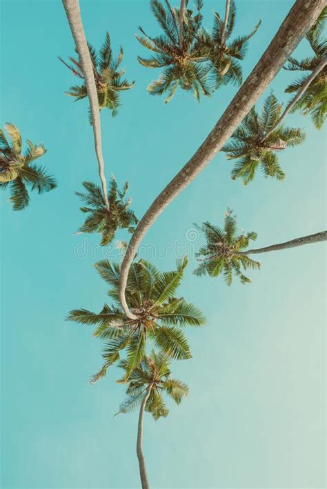 Coconut Palm Trees Perspective View Vintage Toned Stock Image Image