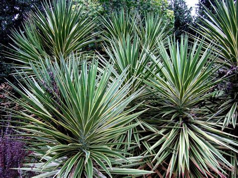 How To Plant And Grow Yucca