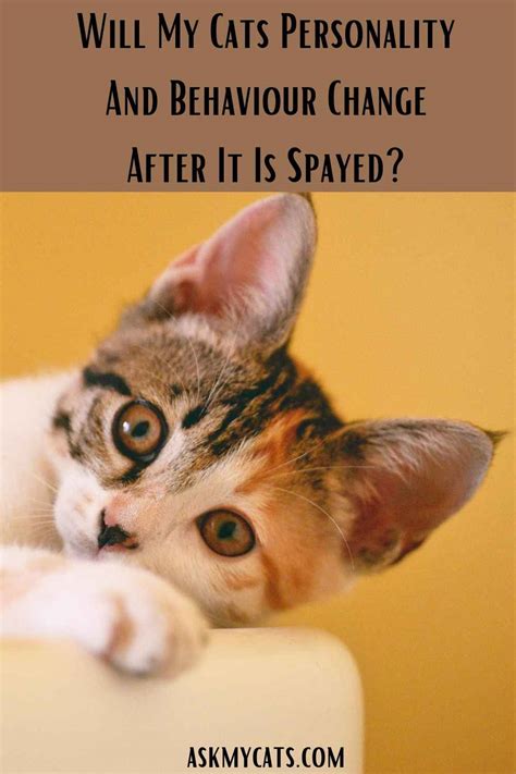 Does Getting A Cat Spayed Change Their Personality Ellery Apples Blog