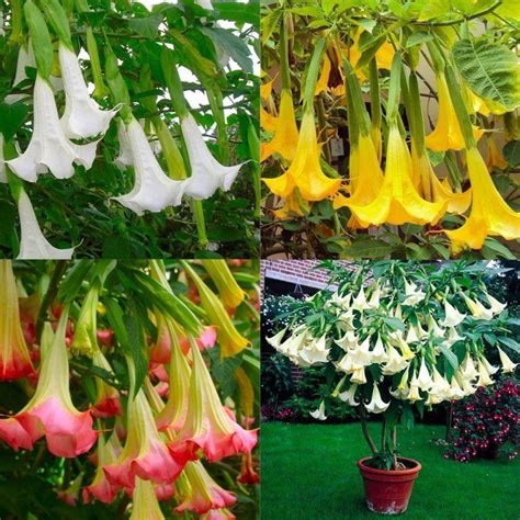 Brugmansia A Tropical Trumpet Plant For A Garden Or Patio Angel
