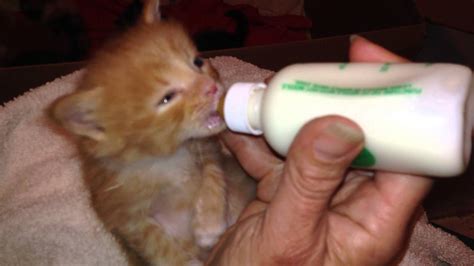 Adorable Kitten Bottle Feeding Litter Of 8 Babies Youtube