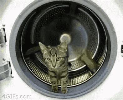 Cat Running In Washing Machine Like A Hamster Gifs WiffleGif