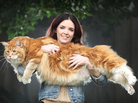 Worlds Longest Cat In Bid For Record Recognition The Independent