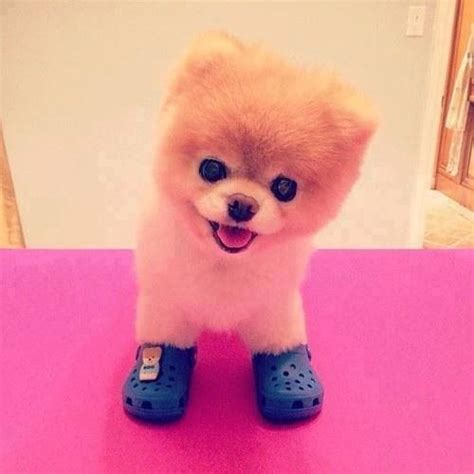 Cutest Dog Ever Boo Pinterest