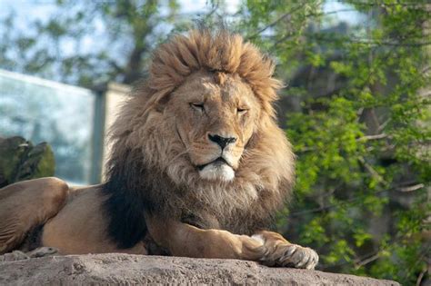 King Lions Zoo Free Photo On Pixabay Pixabay