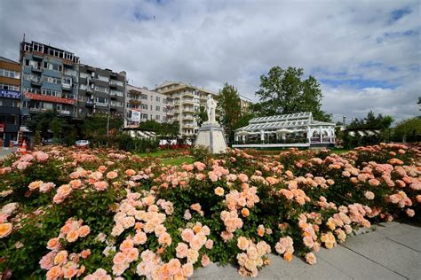 • isparta gül toplama turumuzu içeren bir videodur. Isparta'ya 1 milyon dal gül | Antalya Haber