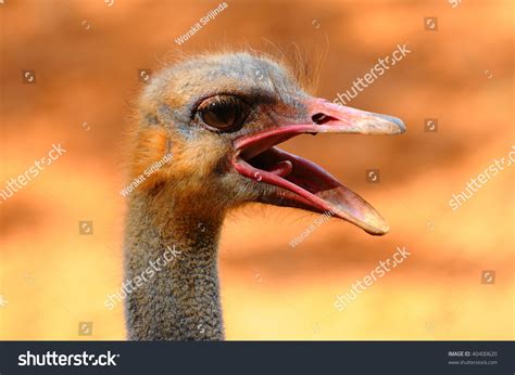 Ostrich Open Mouth Stock Photo 40400620 Shutterstock