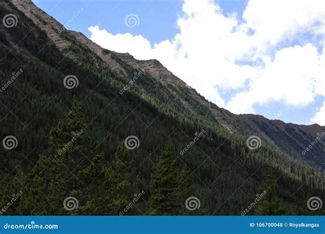 Treeline On A Mountainside Stock Photo Image Of Mountainside 106700048