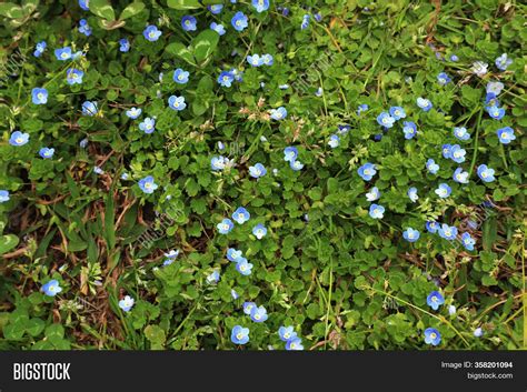 Little Blue Flowers Image And Photo Free Trial Bigstock