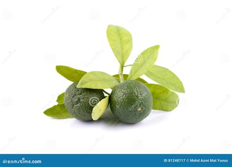 Group Of Green Calamansi And Leaf Used Instead Of Lemon Isolated On