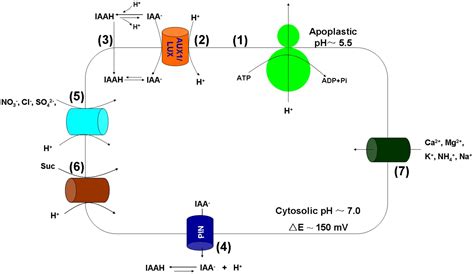 Some important functions of the plasma membrane are the communication between cells, recognition and cell to cell adhesion. Frontiers | The Role of the Plasma Membrane H+-ATPase in ...