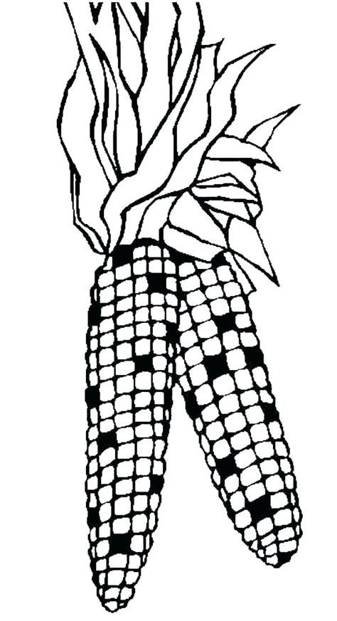 Corn Stalk Drawing Free Download On Clipartmag