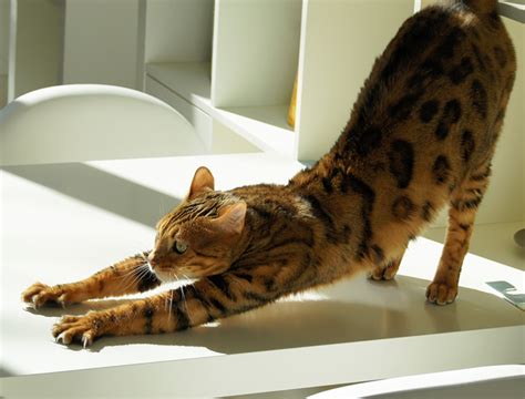 It stretches the back torso and neck, and softly stimulates and strengthens the abdominal organs. Cat Behavior | Johnson County Animal Shelter