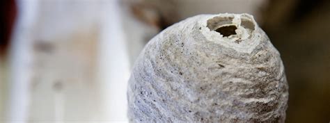 200 likes · 3 were here. CARPENTER BEES Huntington, NY - BEE removal services ...