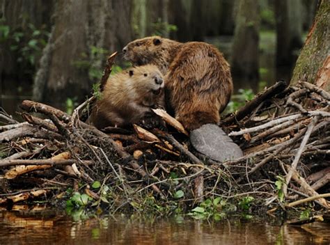 Ea O Ka Aina Beavers In England