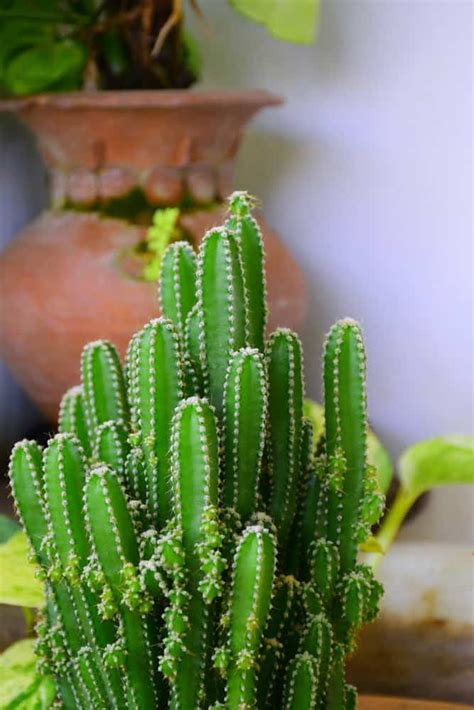 132 Types Of Cacti A To Z Photo Database Types Of Cactus Plants