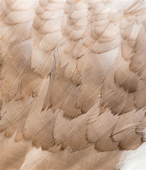Feathers Of Swan Close Up Photo Of Wing Picture Texture Yurlick