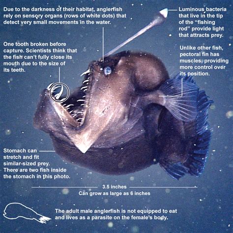 Black Seadevil Melanocetus Johnsonii Via Latimes Fish Blackseadevil