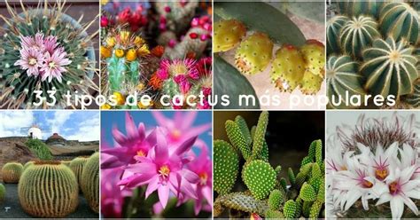✅ ¡entra y descúbrelo todo sobre los cactus! nombres y fotos de cactus | facilisimo.com