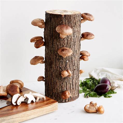 Shiitake Mushroom Log Kit Food Ts Garden Ts Uncommon Goods