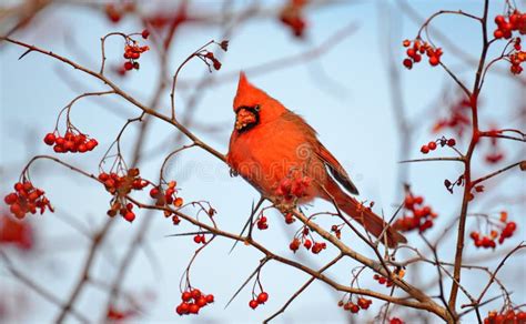 Male Northern Cardinal Eating Red Berries Stock Photo Image Of Beauty