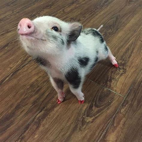 Baby Teacup Pig Images Galleries With A Bite