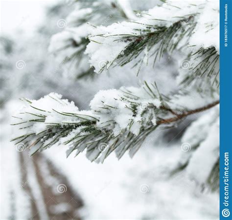 Pine Tree Branch Covered With Snow Stock Image Image Of Frozen Hoar