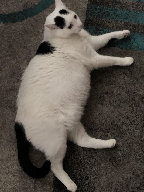 Our Chonky Chonk Raww