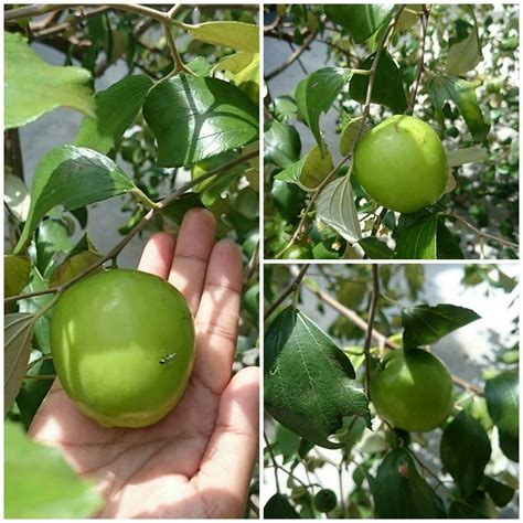 Adakah buah epal hijau dan merah sememangnya mempunyai nutrisi dan khasiat tersendiri yang mampu mencegah dan melawan penyakit? karya ku : paridah ishak: EPAL SIAM...BIDARA.