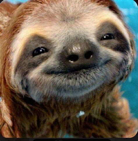 Adorable Sloth Улыбающиеся животные Ленивцы Детеныш ленивца